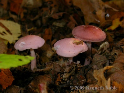 rosy bonnet (Mycena rosea) Kenneth Noble